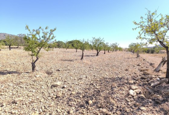 land - Resale - Monóvar - Monòver -
                Monóvar - Monòver Centro