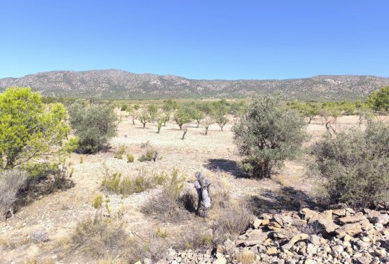 land - Resale - Monóvar - Monòver -
                Monóvar - Monòver Centro