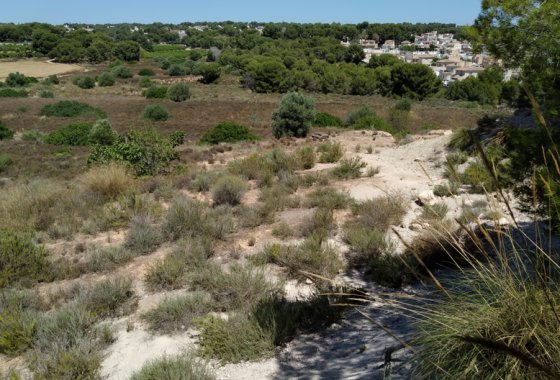land - Resale - Pinar de Campoverde -
                Pinar de Campoverde