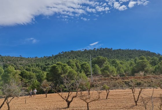 land - Resale - Pinoso - Pinoso Centro