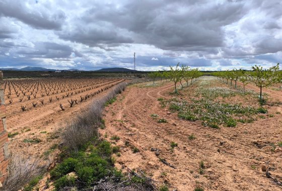 land - Resale - Pinoso - Pinoso Centro