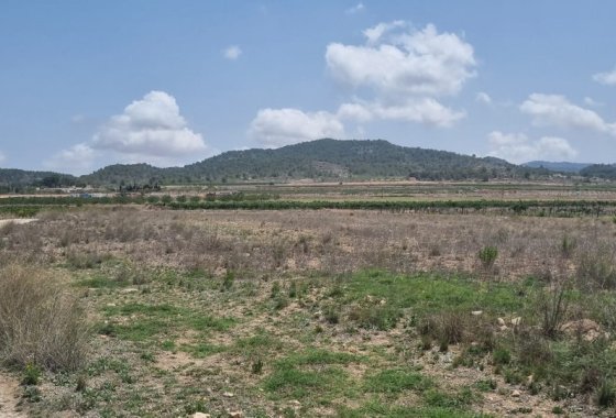 land - Resale - Pinoso - Pinoso Centro