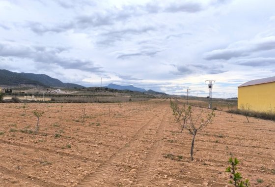 land - Resale - Pinoso -
                Pinoso Centro