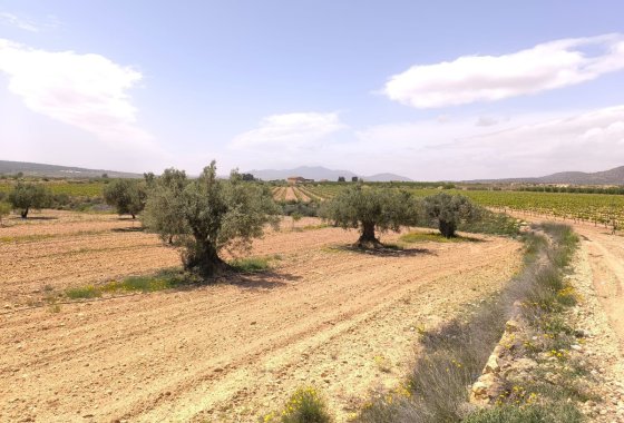 land - Resale - Pinoso -
                Pinoso Centro