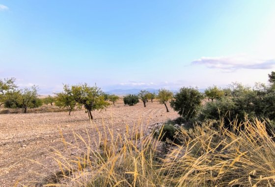 land - Resale - Pinoso - Pinoso Centro