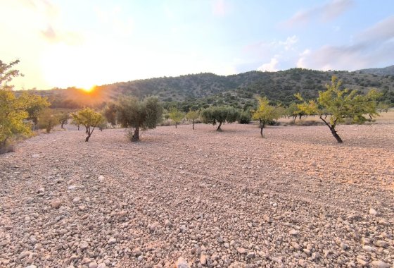 land - Resale - Pinoso -
                Pinoso Centro
