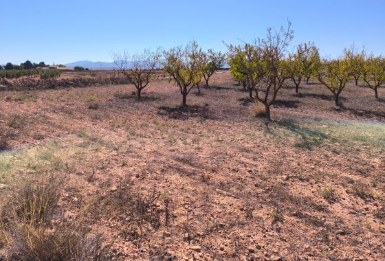 land - Resale - Pinoso -
                Pinoso Centro