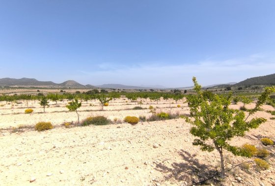 land - Reventa - Monóvar - Monòver - Monóvar - Monòver Centro