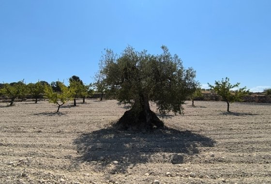 land - Reventa - Monóvar - Monòver - Monóvar - Monòver Centro