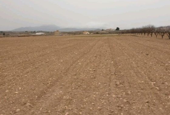 land - Reventa - Pinoso - Pinoso Centro