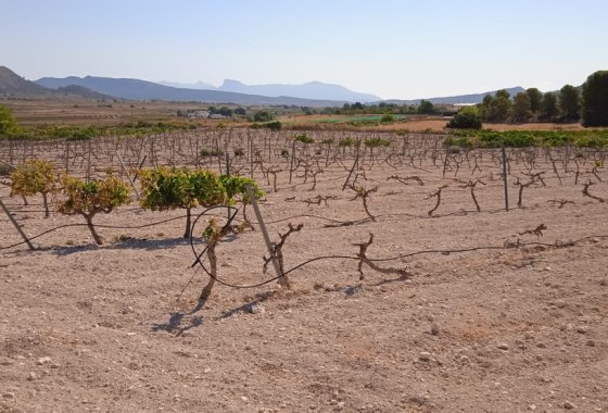 land - Reventa - Pinoso - Pinoso Centro