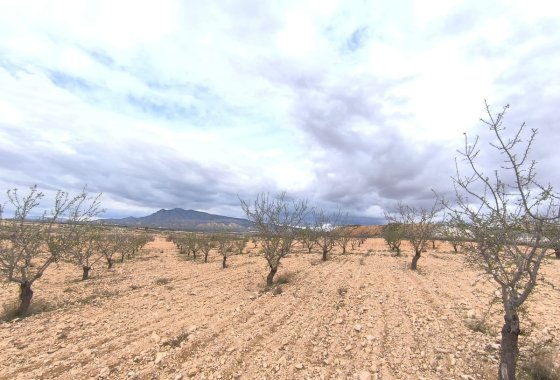 land - Reventa - Pinoso - Pinoso Centro