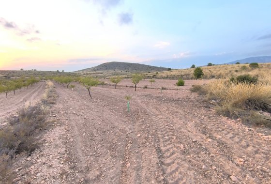 land - Reventa - Pinoso -
                Pinoso Centro