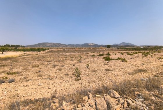 land - Reventa - Pinoso -
                Pinoso Centro