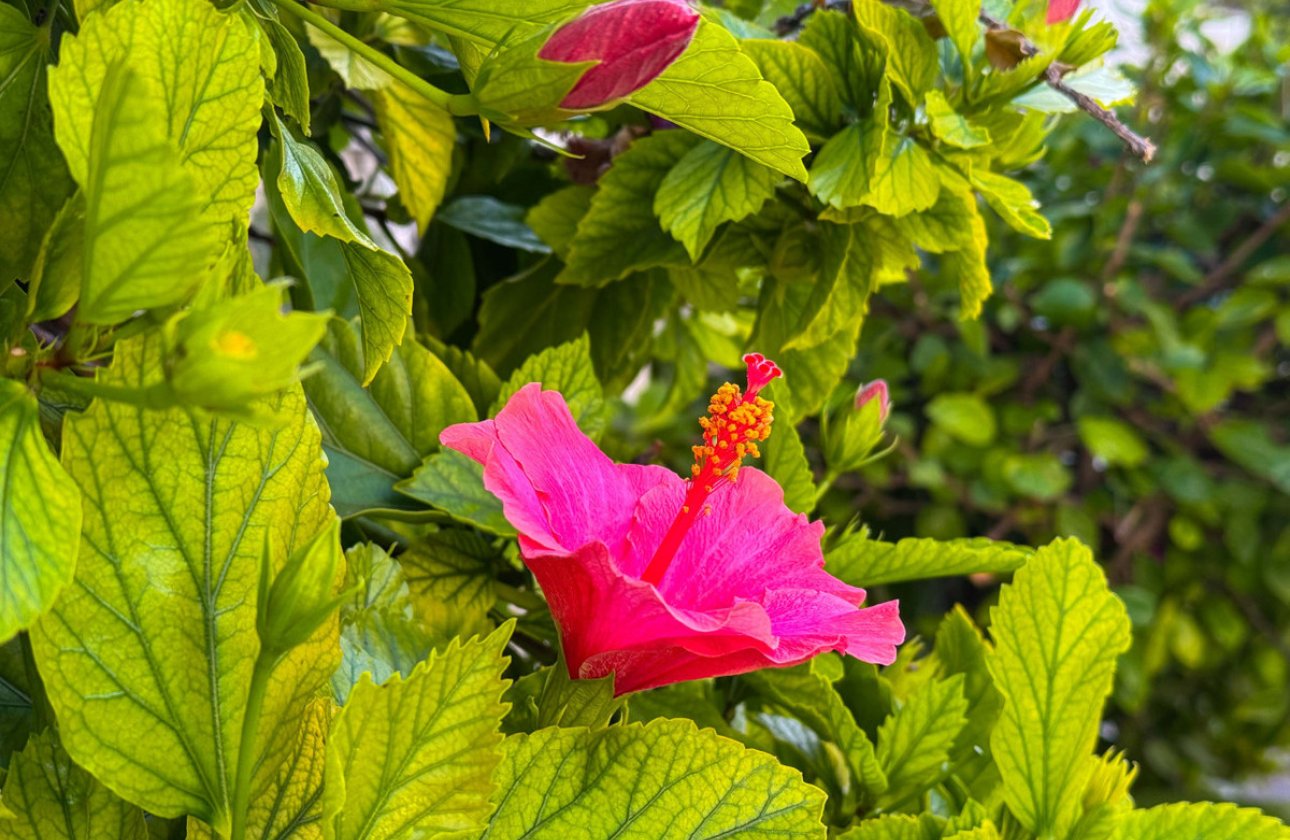 Resale - Apartment / flat -
Torrevieja - Torrevieja Centro