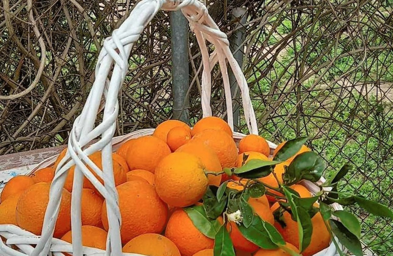 Resale - country house -
Dolores - Dolores Centro