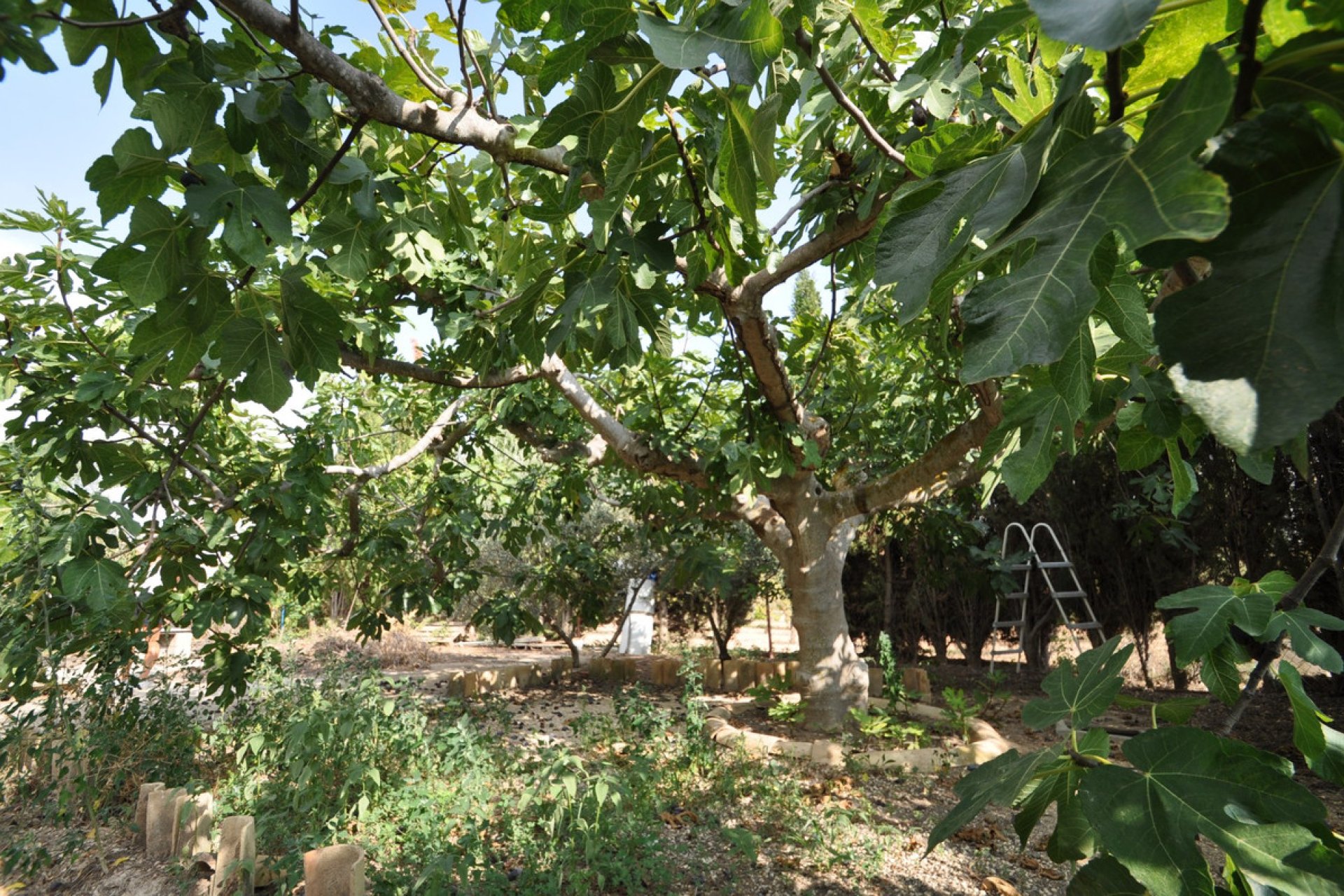 Resale - country house -
Pinoso - Pinoso Centro