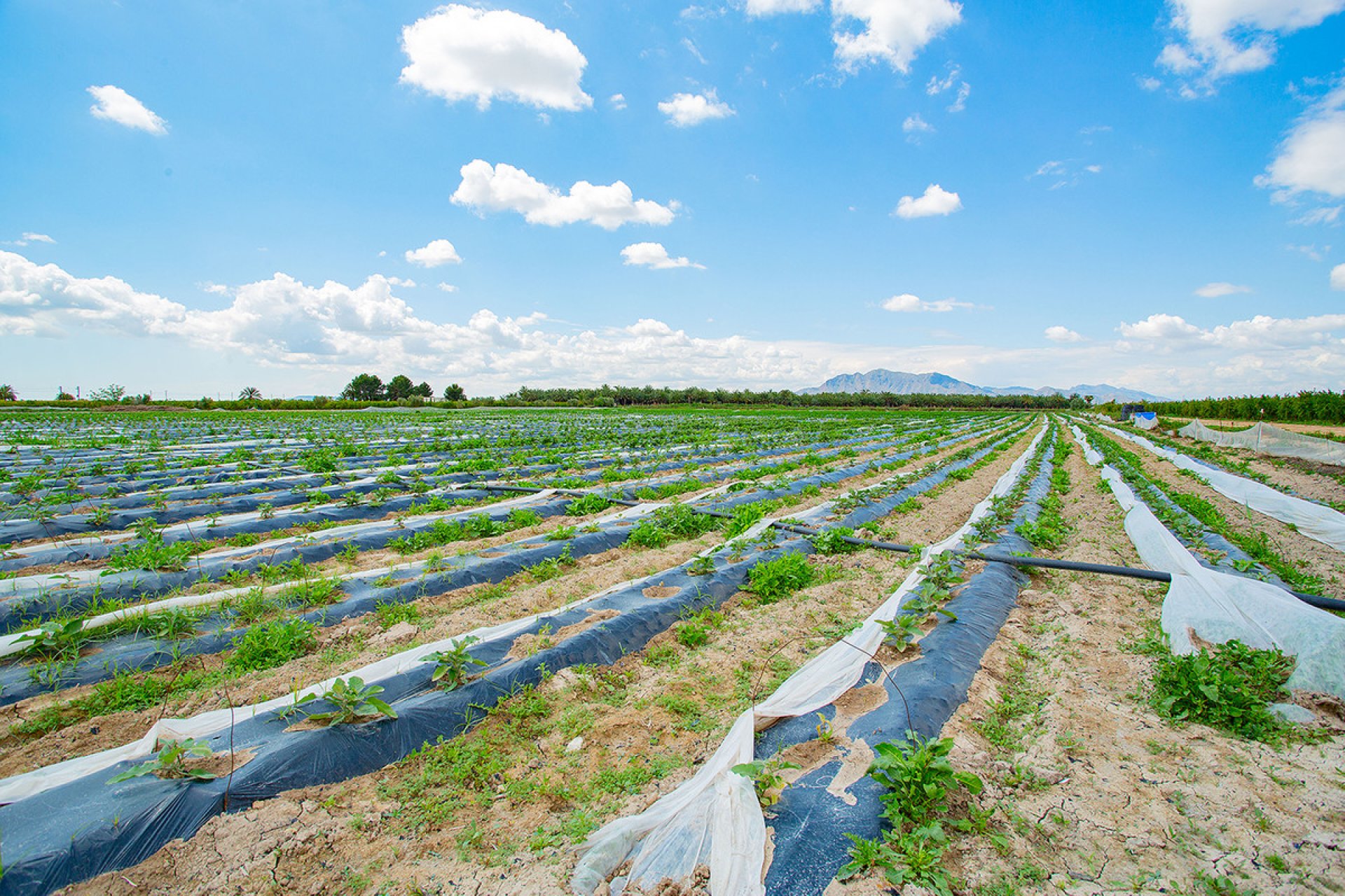 Resale - country house -
San Isidro - San Isidro Centro