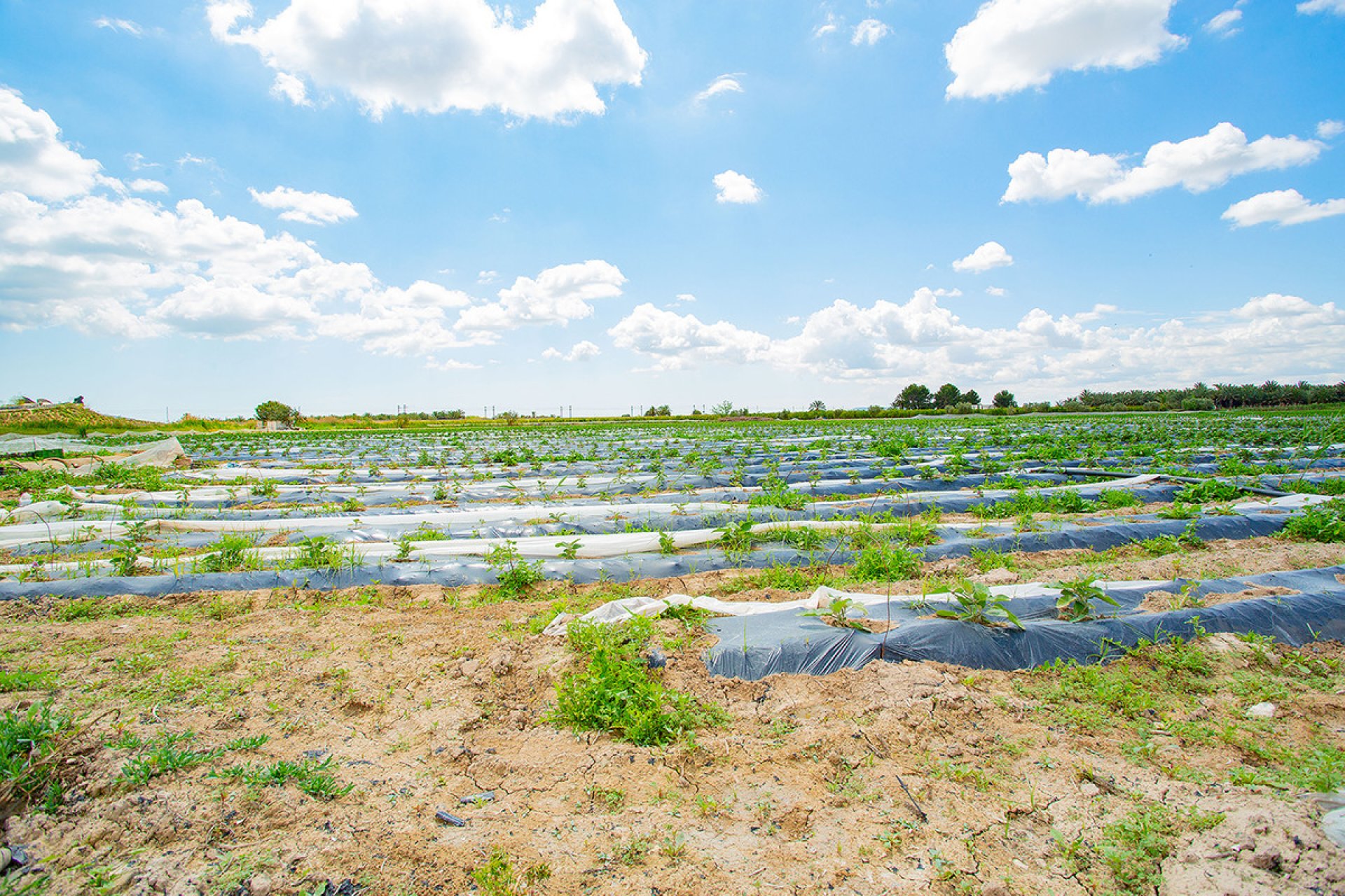 Resale - country house -
San Isidro - San Isidro Centro