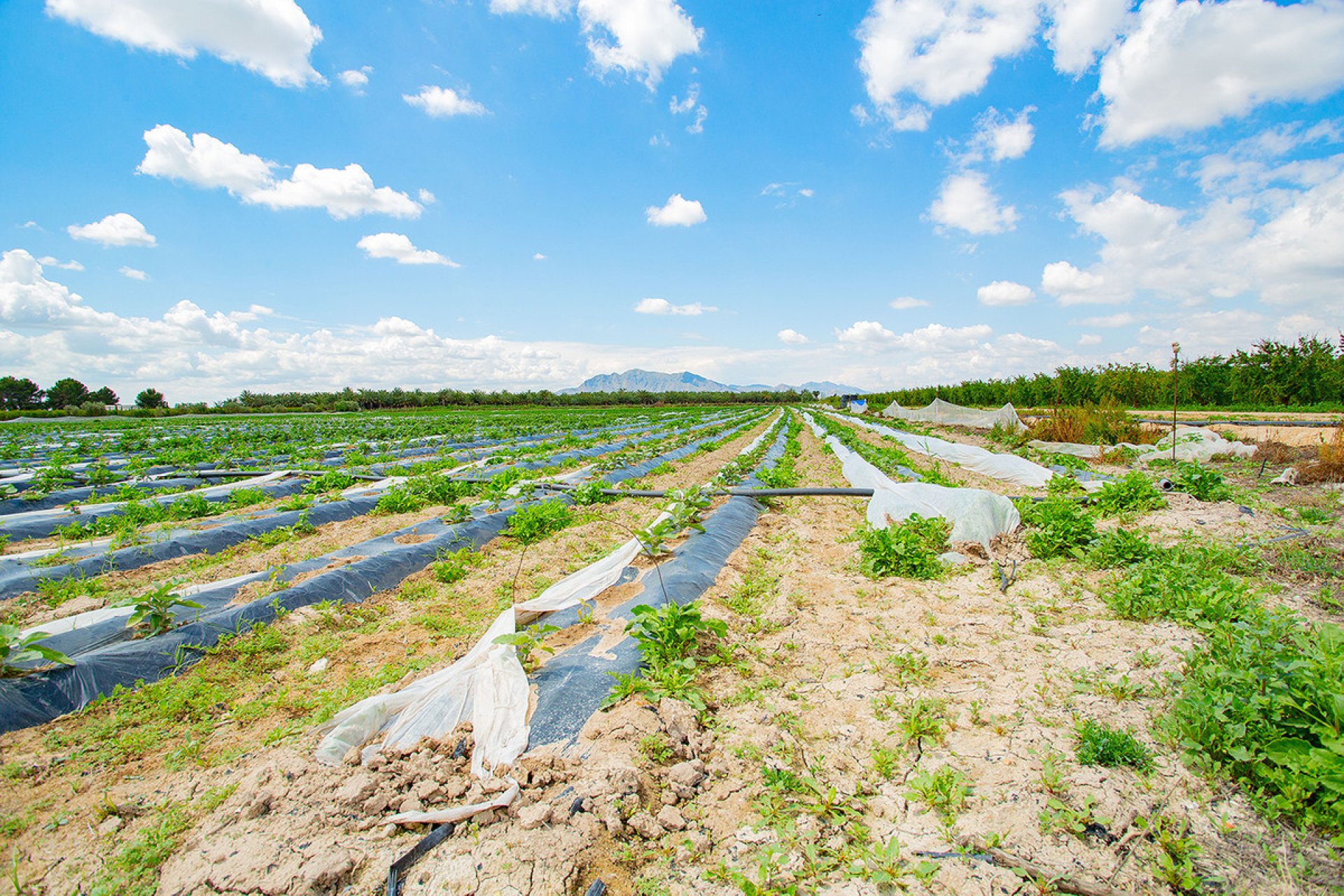 Resale - country house -
San Isidro - San Isidro Centro