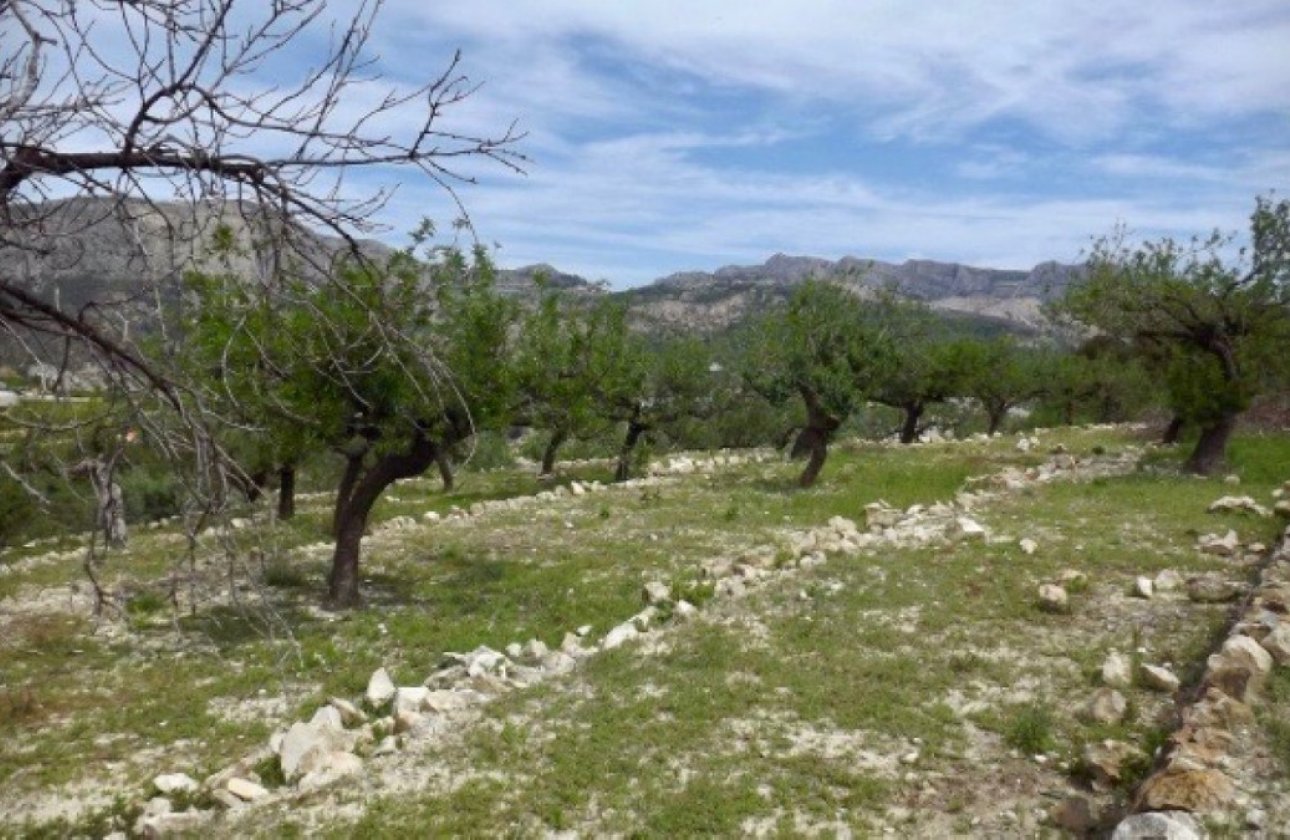 Resale - land -
Callosa d'en Sarria - Callosa d'en Sarria Centro