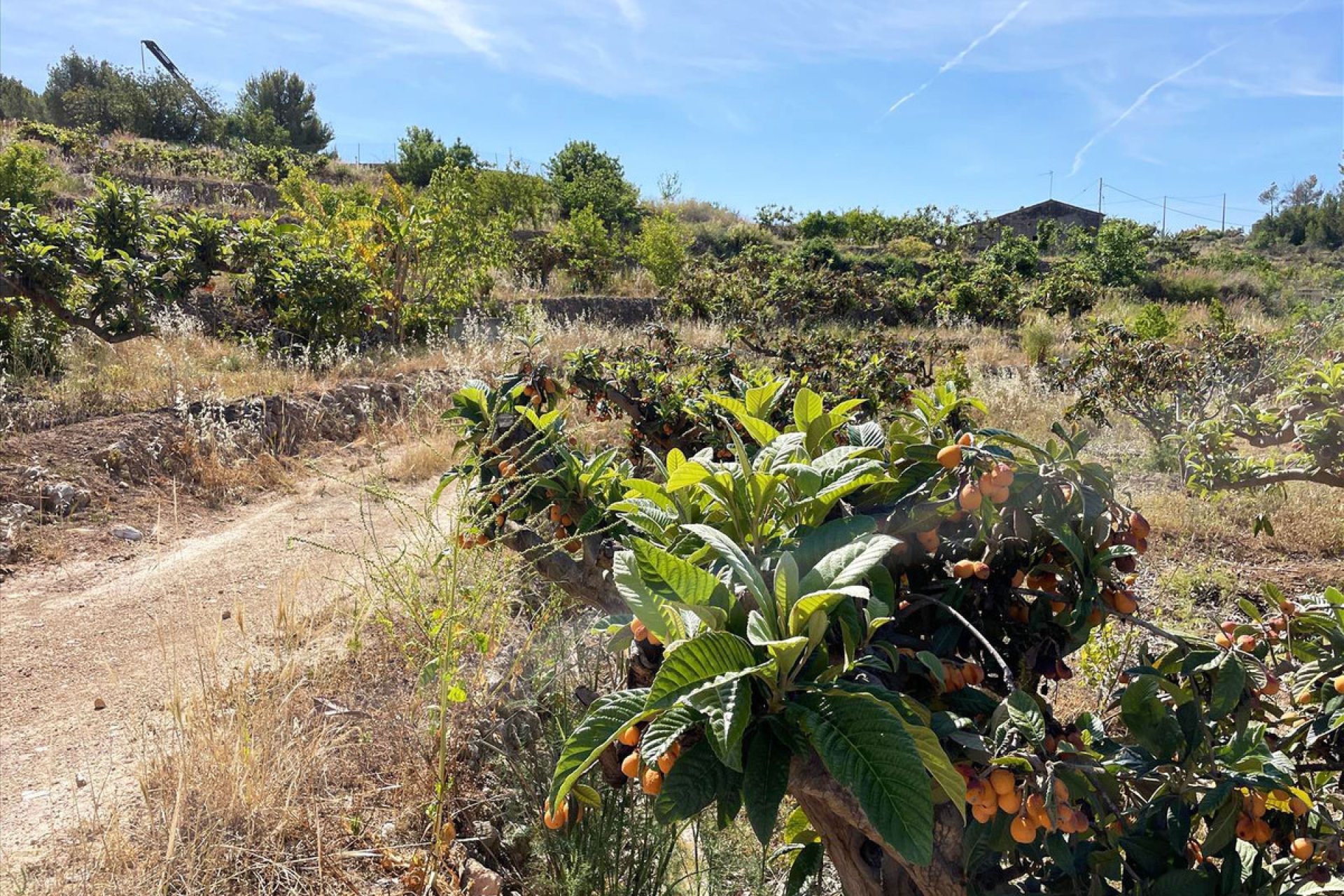 Resale - land -
Callosa d'en Sarria - Callosa d'en Sarria Centro