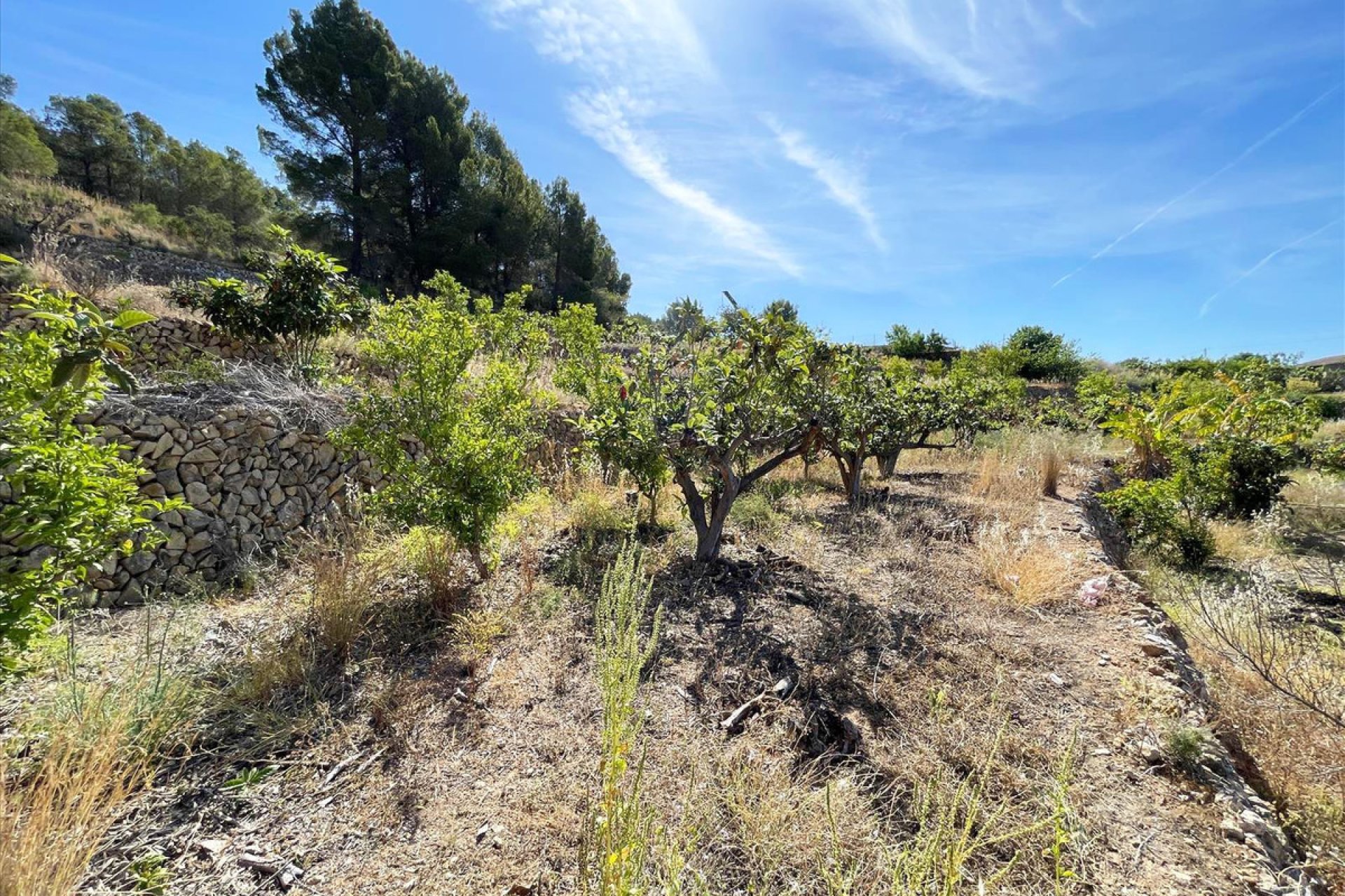 Resale - land -
Callosa d'en Sarria - Callosa d'en Sarria Centro