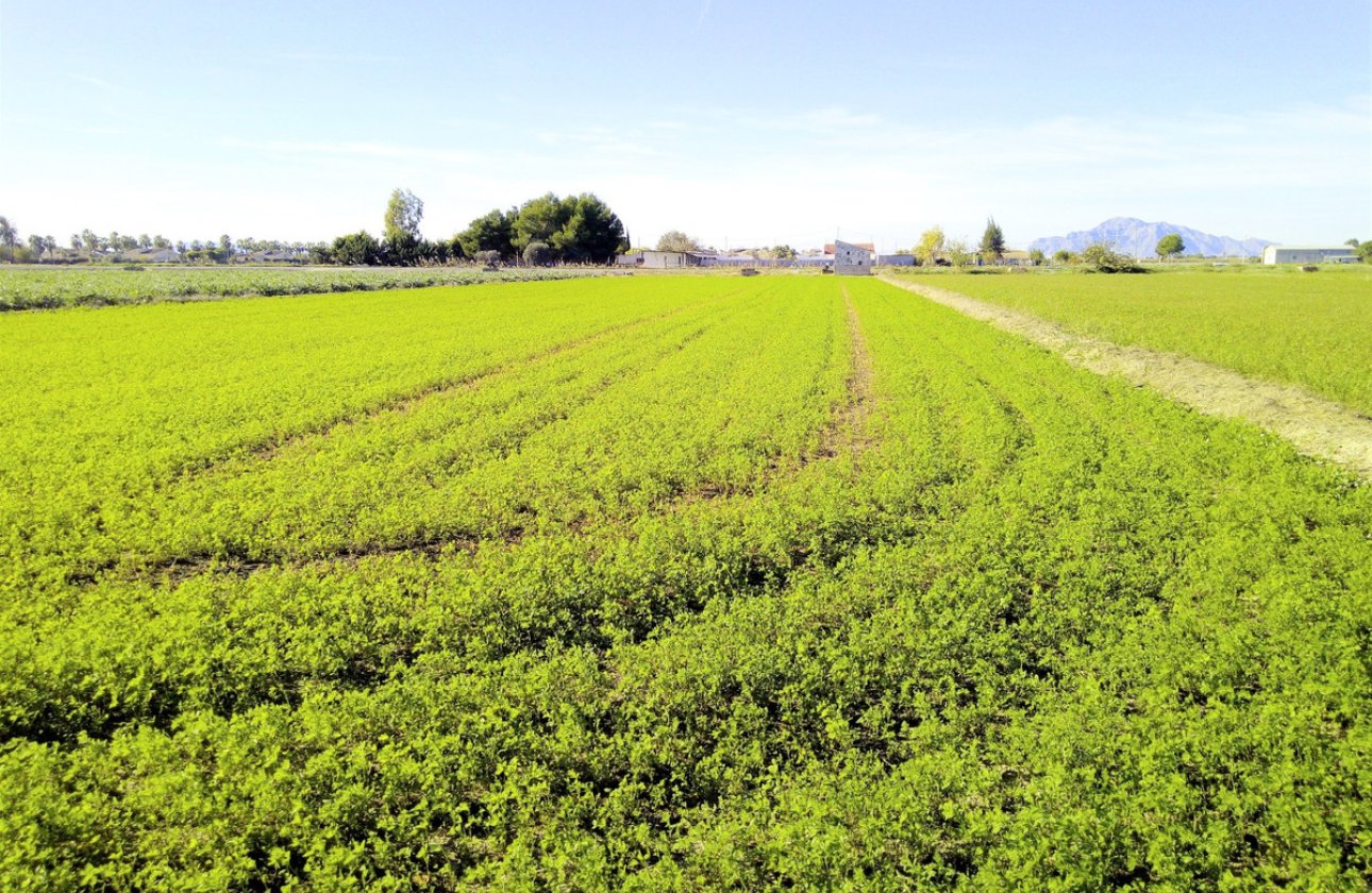 Resale - land -
Dolores - Dolores Centro