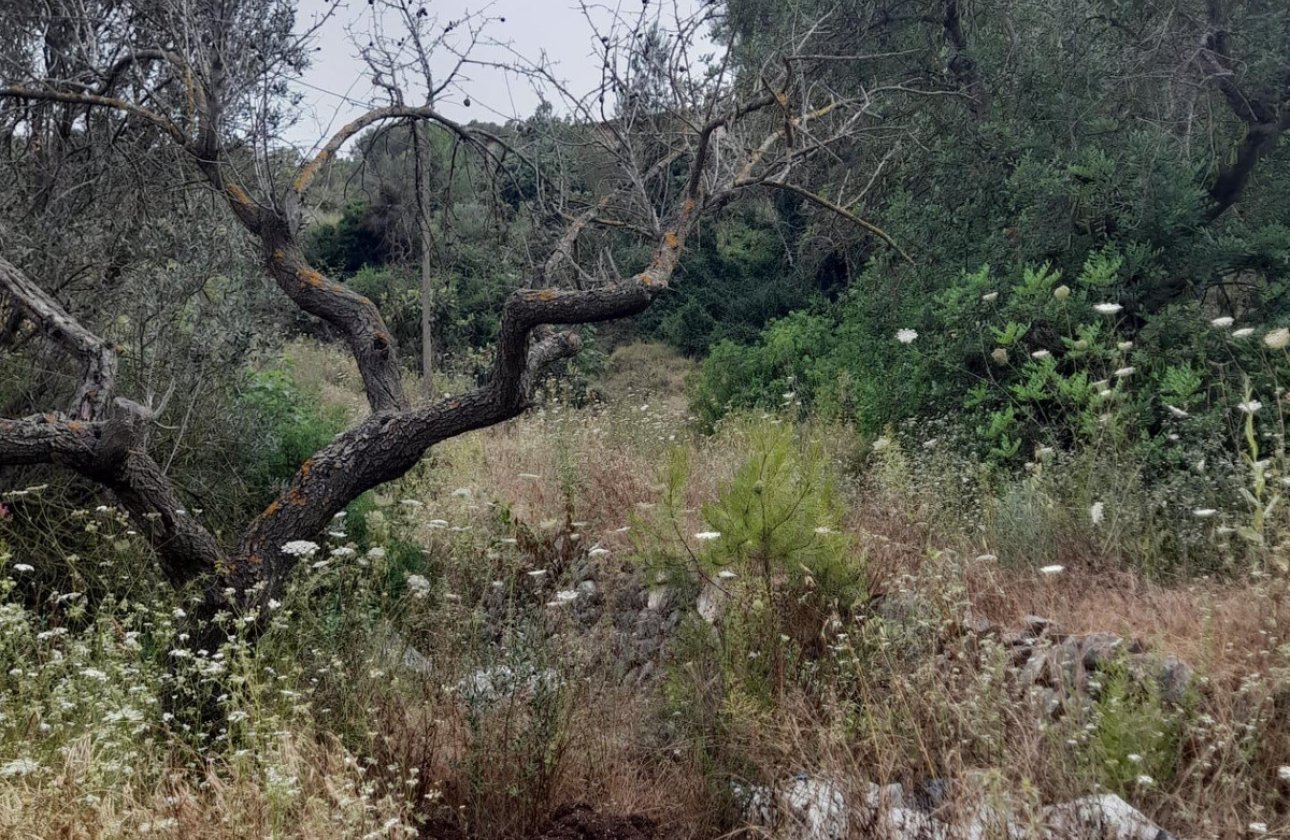 Resale - land -
Guadalest - Guadalest Centro