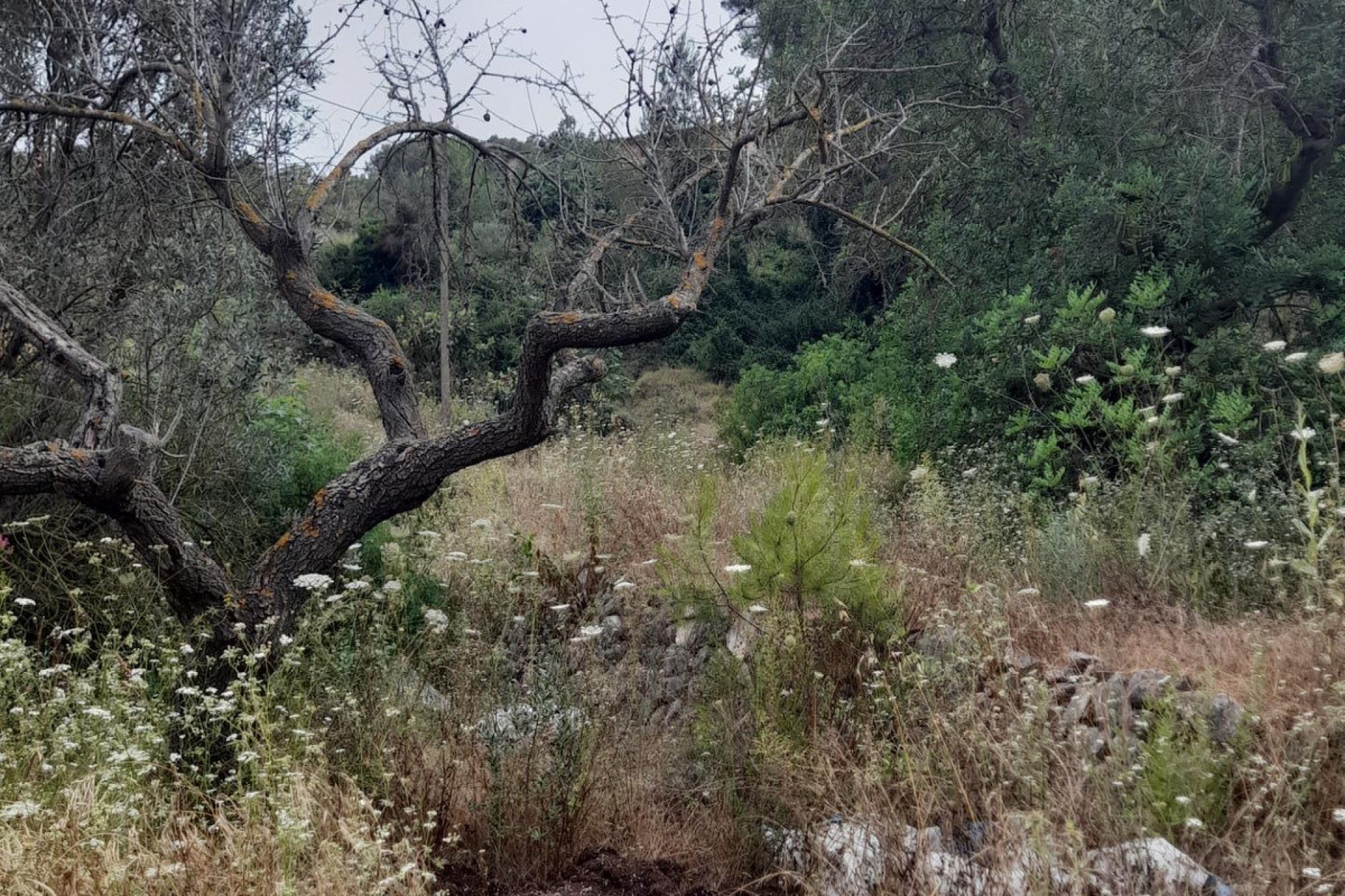 Resale - land -
Guadalest - Guadalest Centro