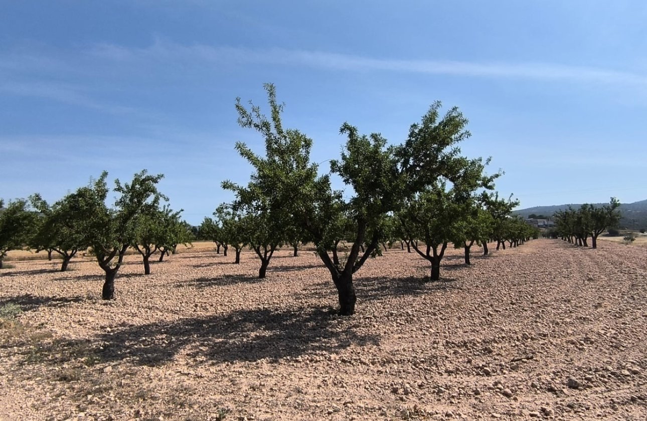 Resale - land -
Monóvar - Monòver - Monóvar - Monòver Centro