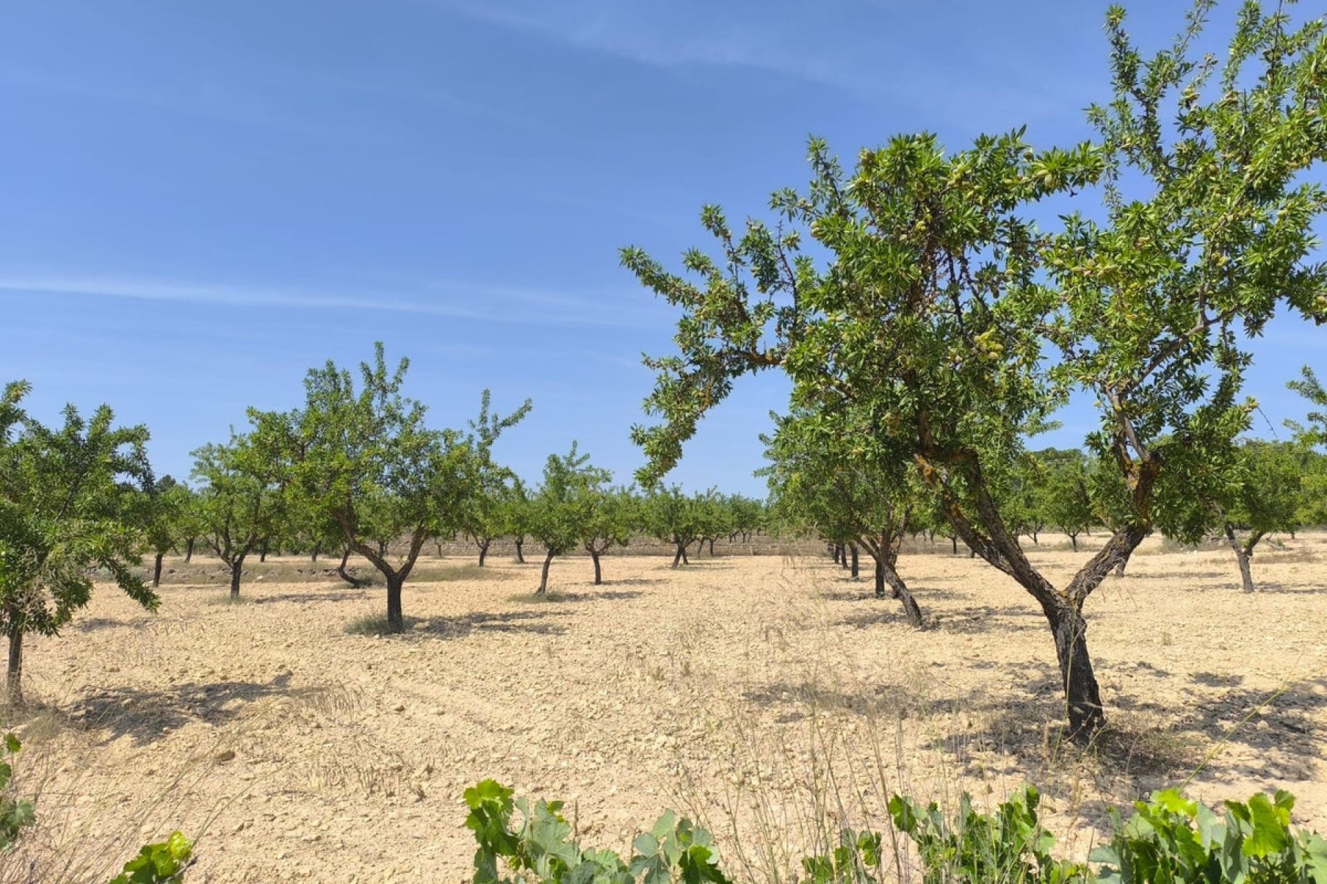 Resale - land -
Monóvar - Monòver - Monóvar - Monòver Centro