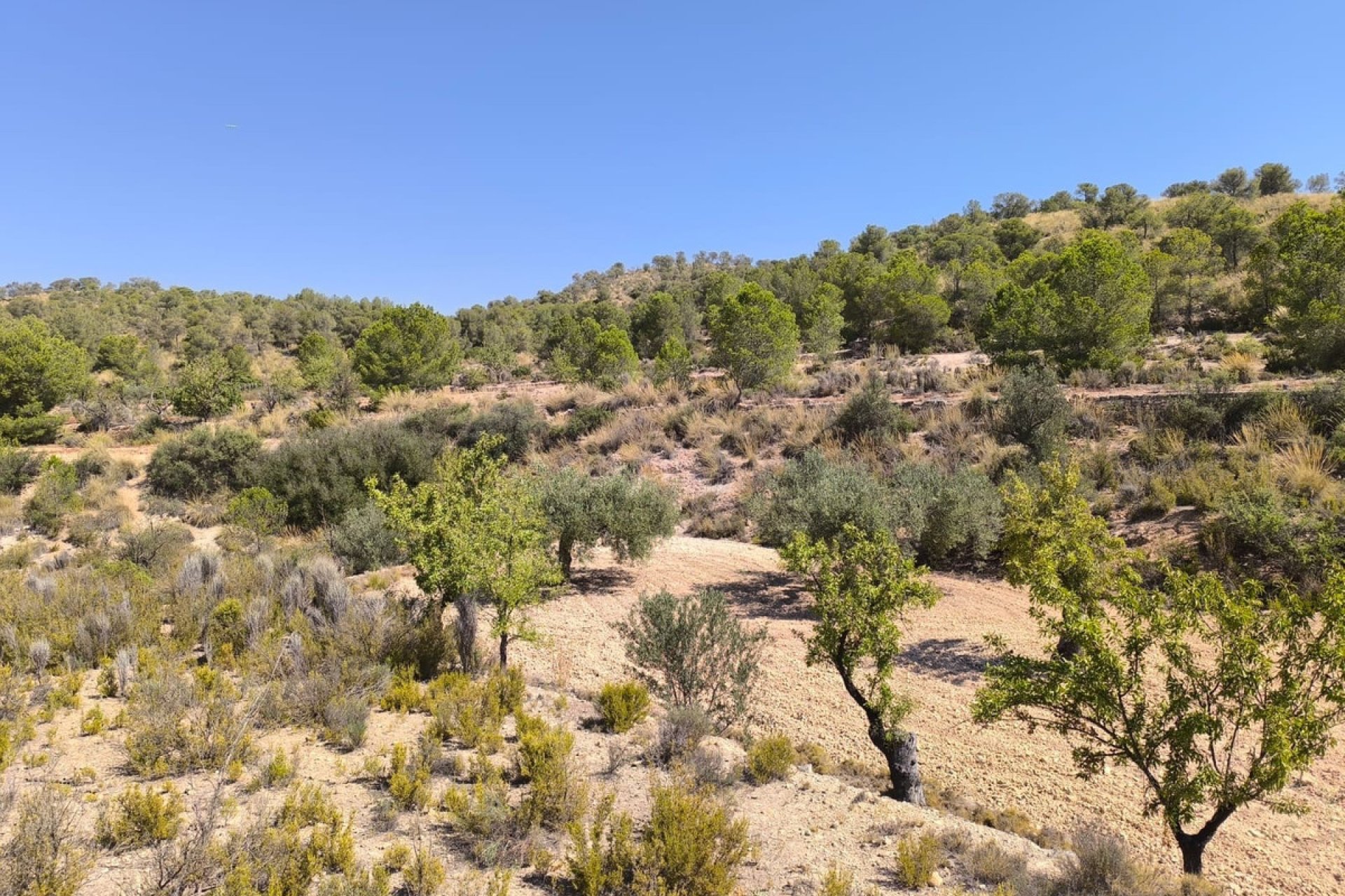 Resale - land -
Monóvar - Monòver - Monóvar - Monòver Centro