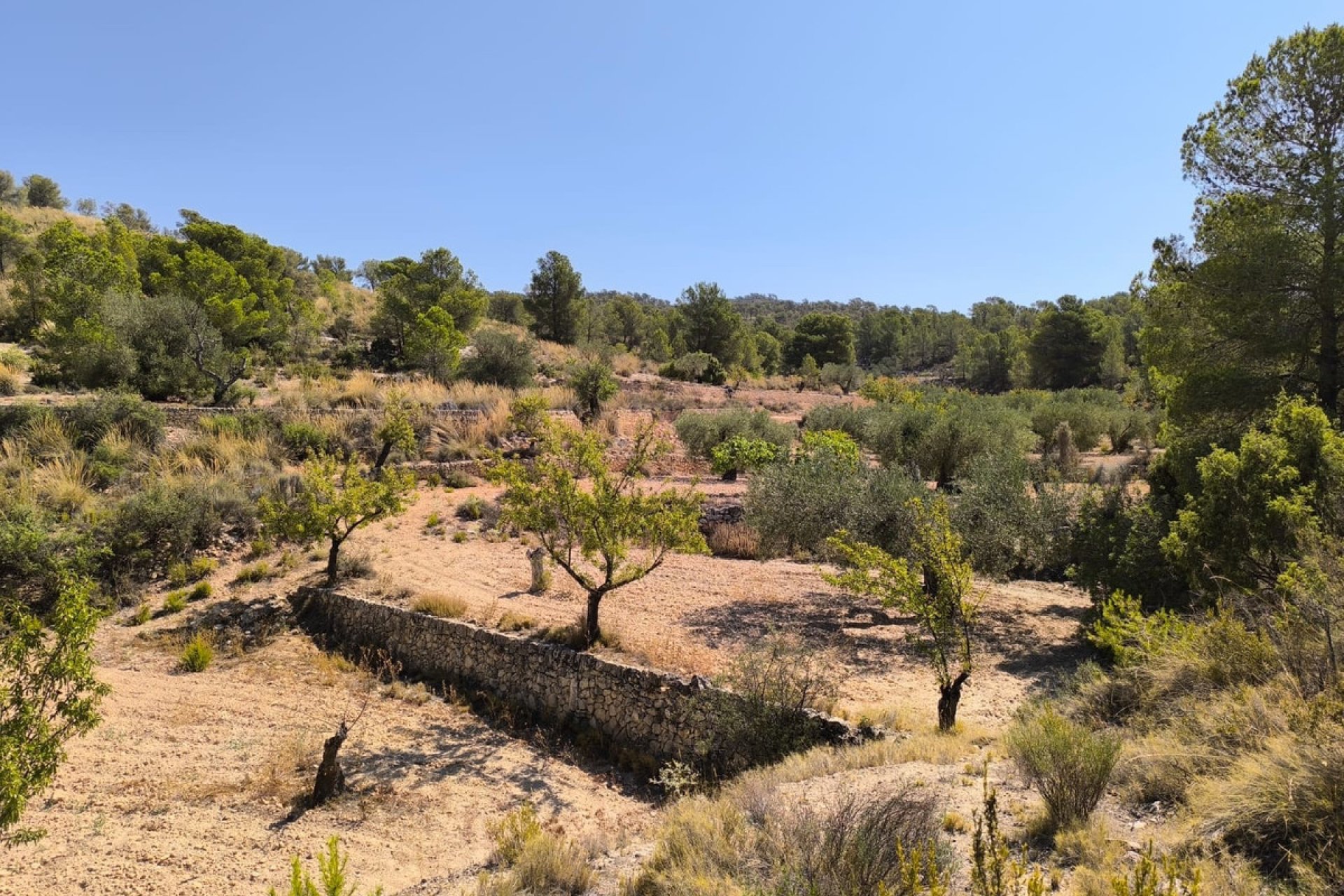 Resale - land -
Monóvar - Monòver - Monóvar - Monòver Centro