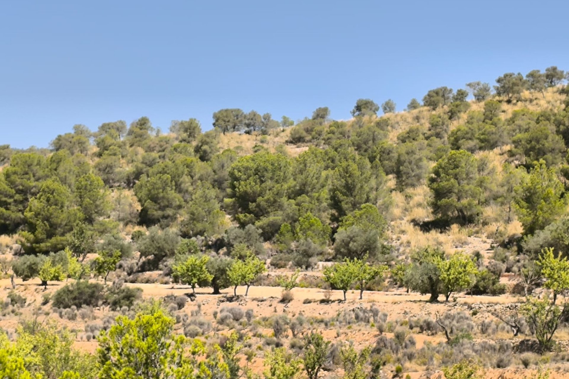 Resale - land -
Monóvar - Monòver - Monóvar - Monòver Centro