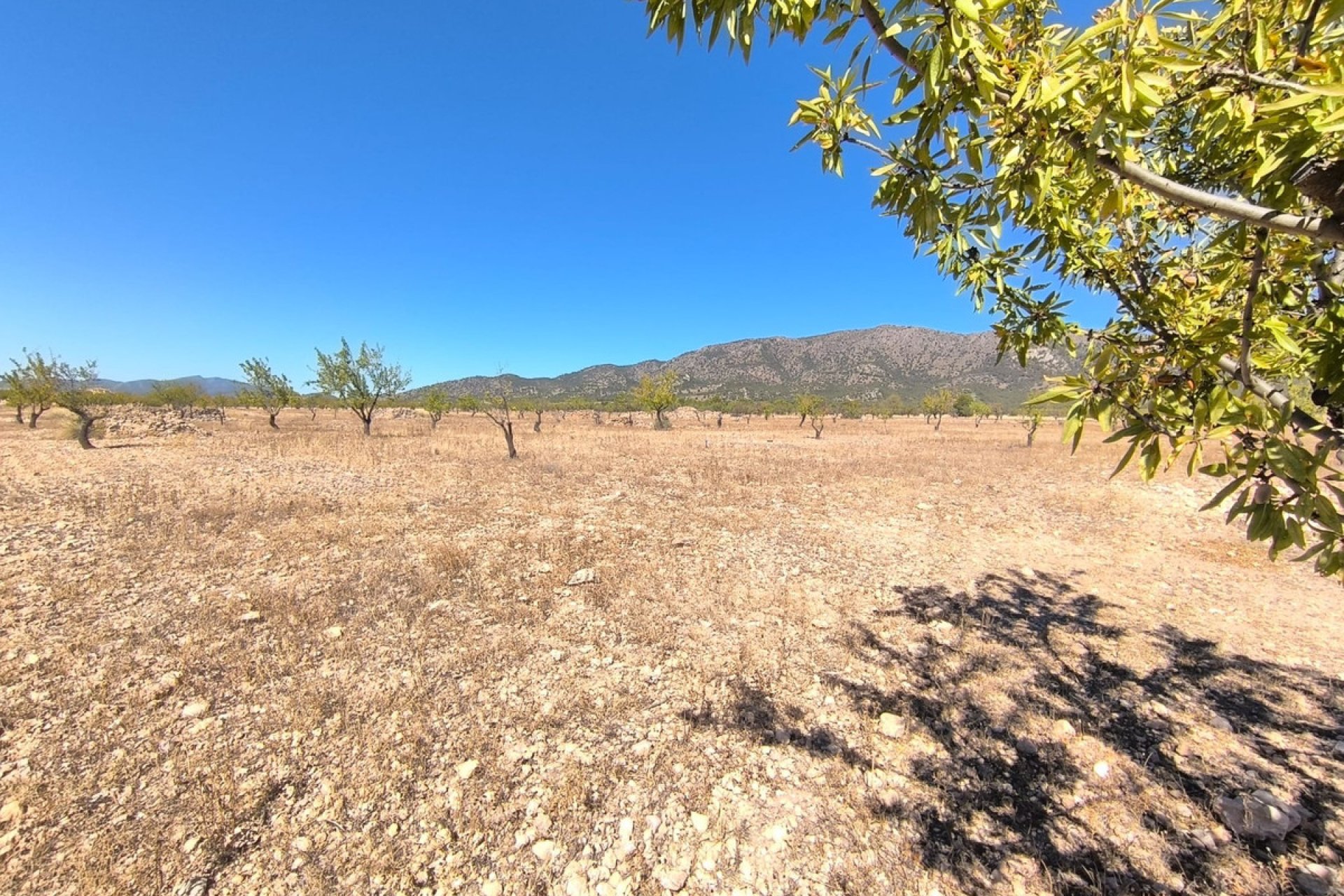 Resale - land -
Monóvar - Monòver - Monóvar - Monòver Centro