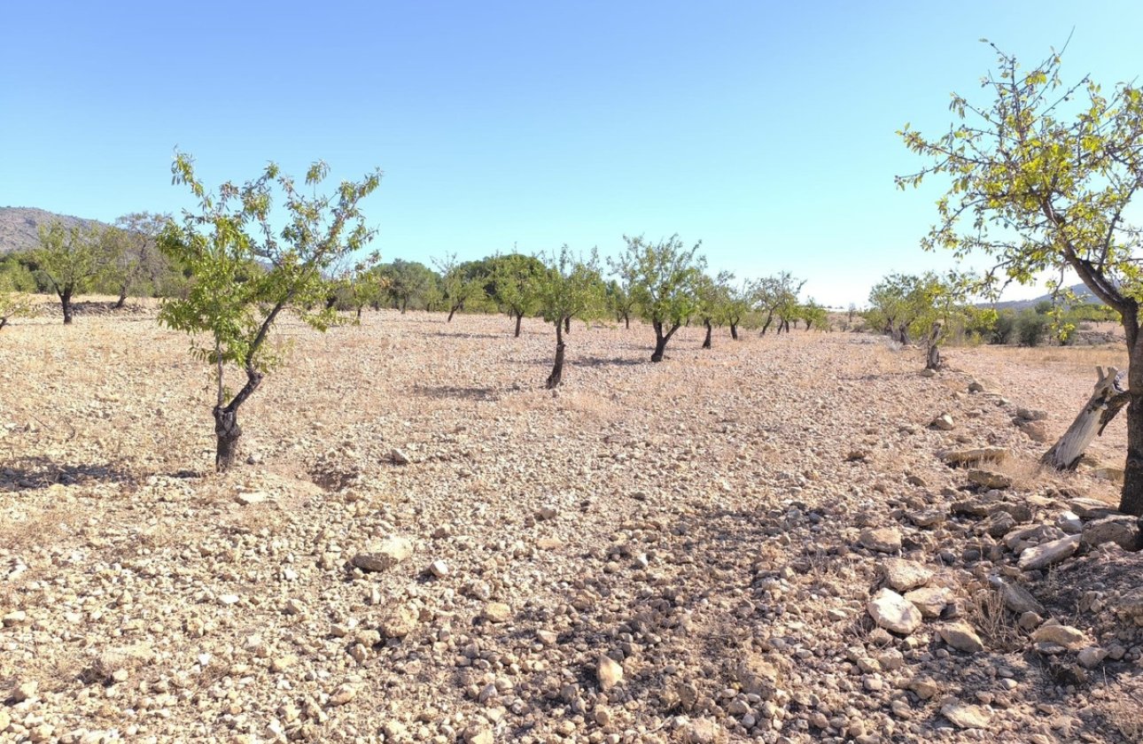 Resale - land -
Monóvar - Monòver - Monóvar - Monòver Centro