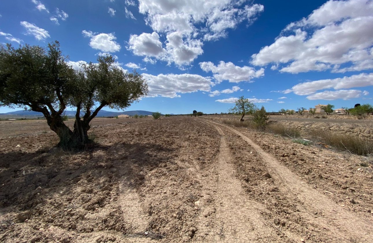 Resale - land -
Pinoso - Pinoso Centro