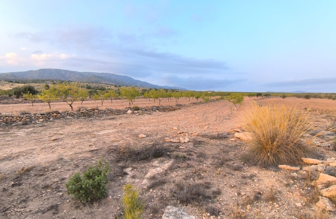 Resale - land -
Pinoso - Pinoso Centro