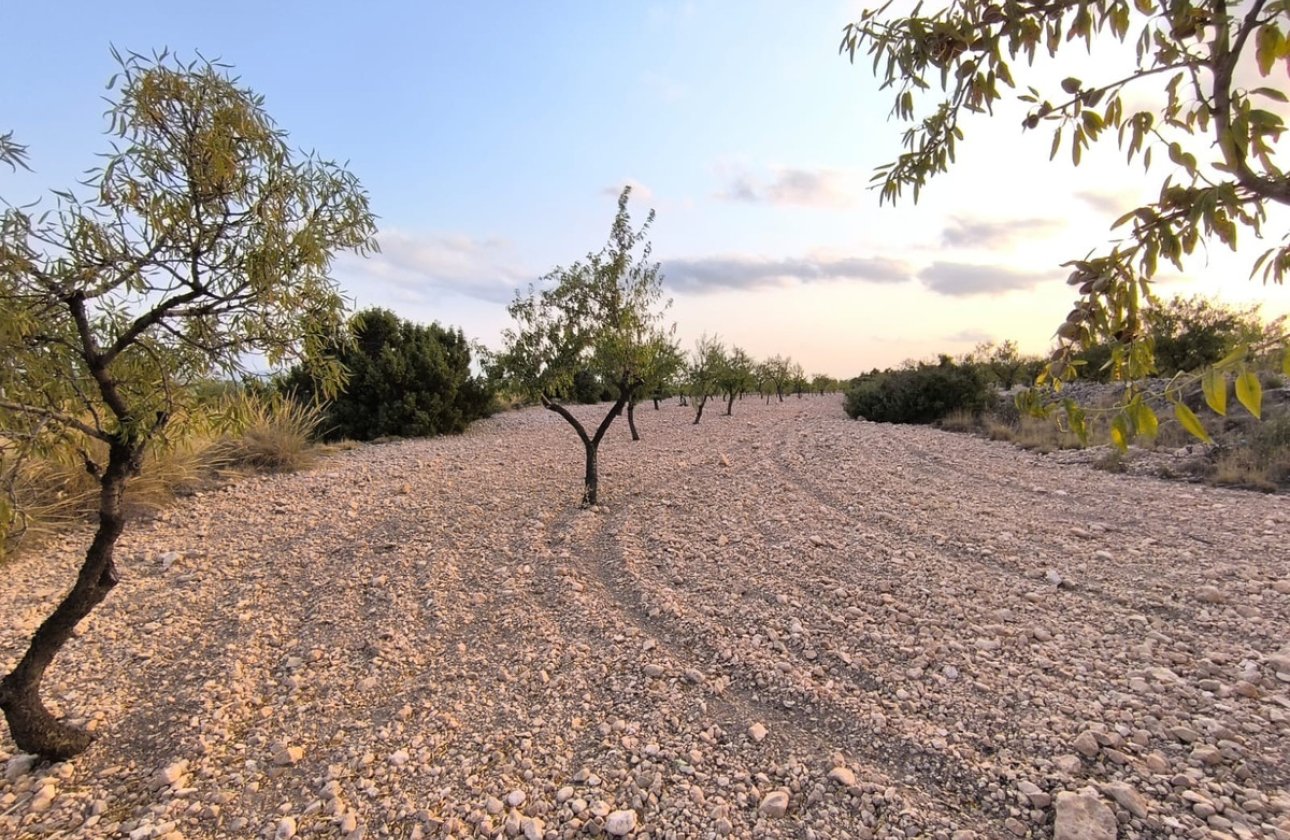 Resale - land -
Pinoso - Pinoso Centro