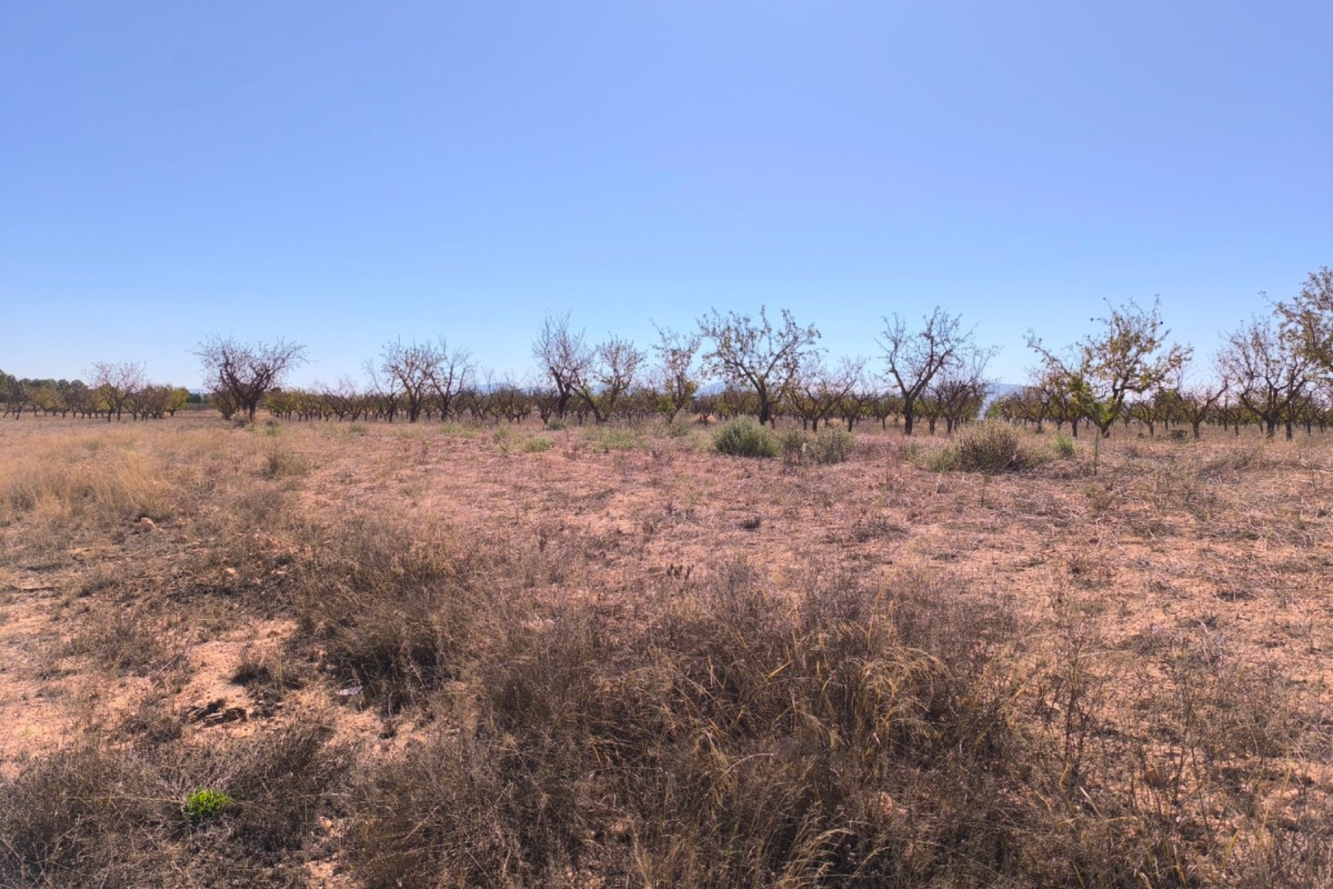 Resale - land -
Pinoso - Pinoso Centro