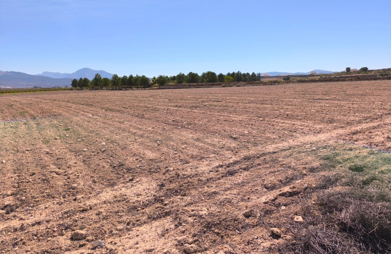 Resale - land -
Pinoso - Pinoso Centro