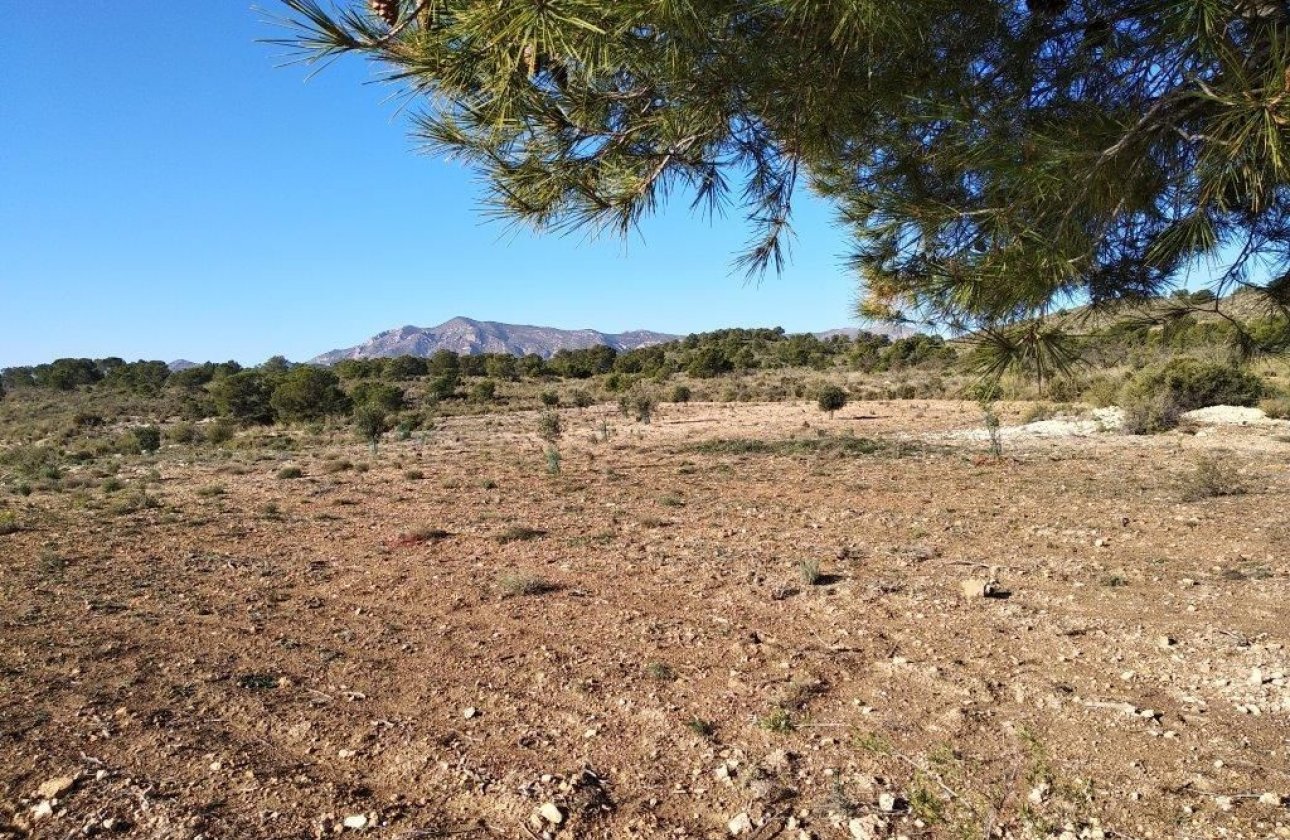 Resale - land -
Relleu - Relleu Centro