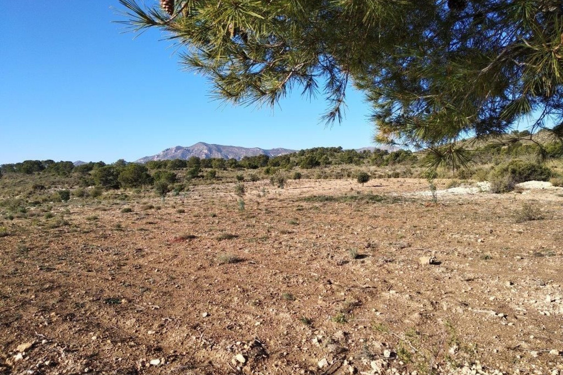 Resale - land -
Relleu - Relleu Centro