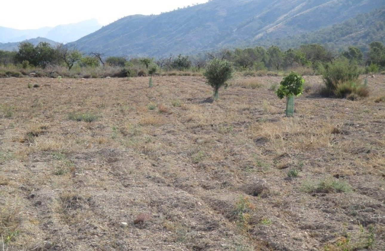 Resale - land -
Relleu - Relleu Centro