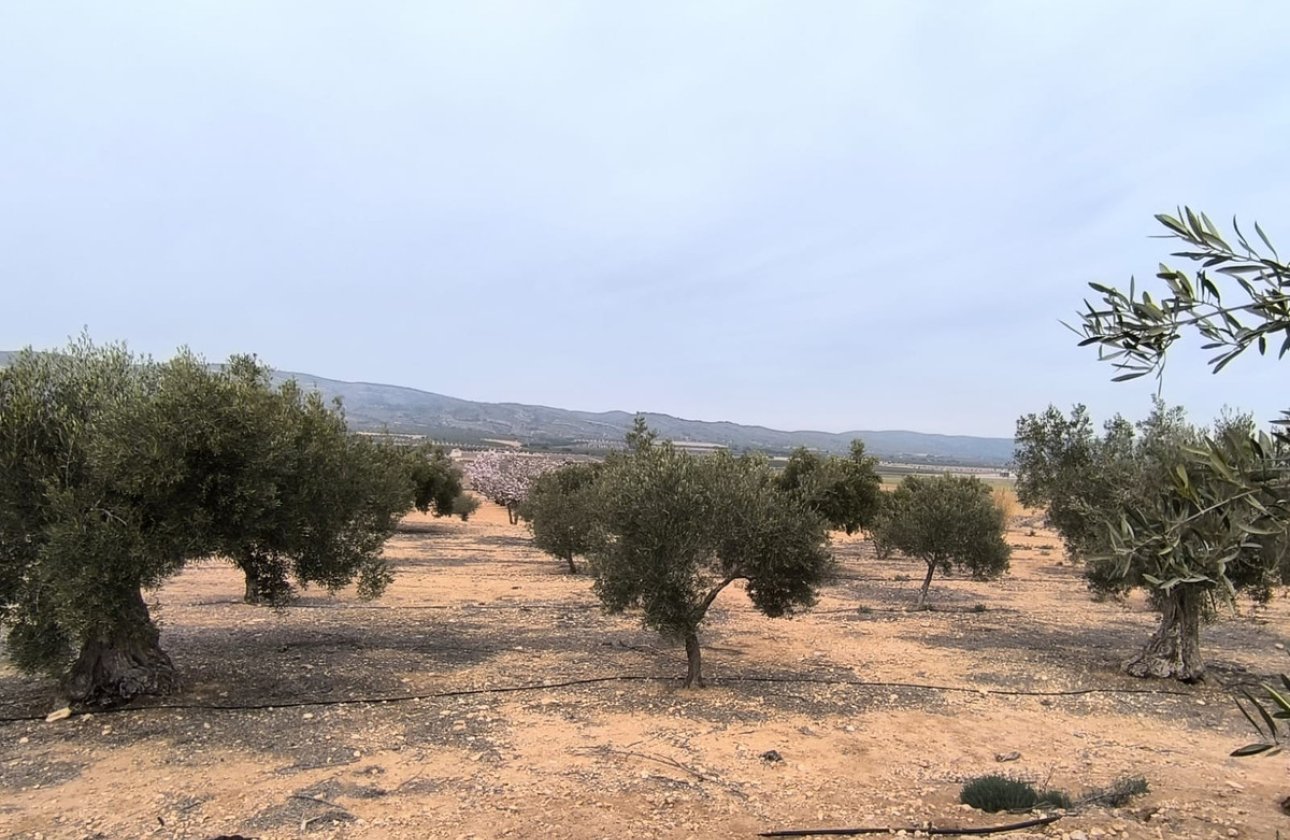 Resale - land -
Villena - Villena Centro