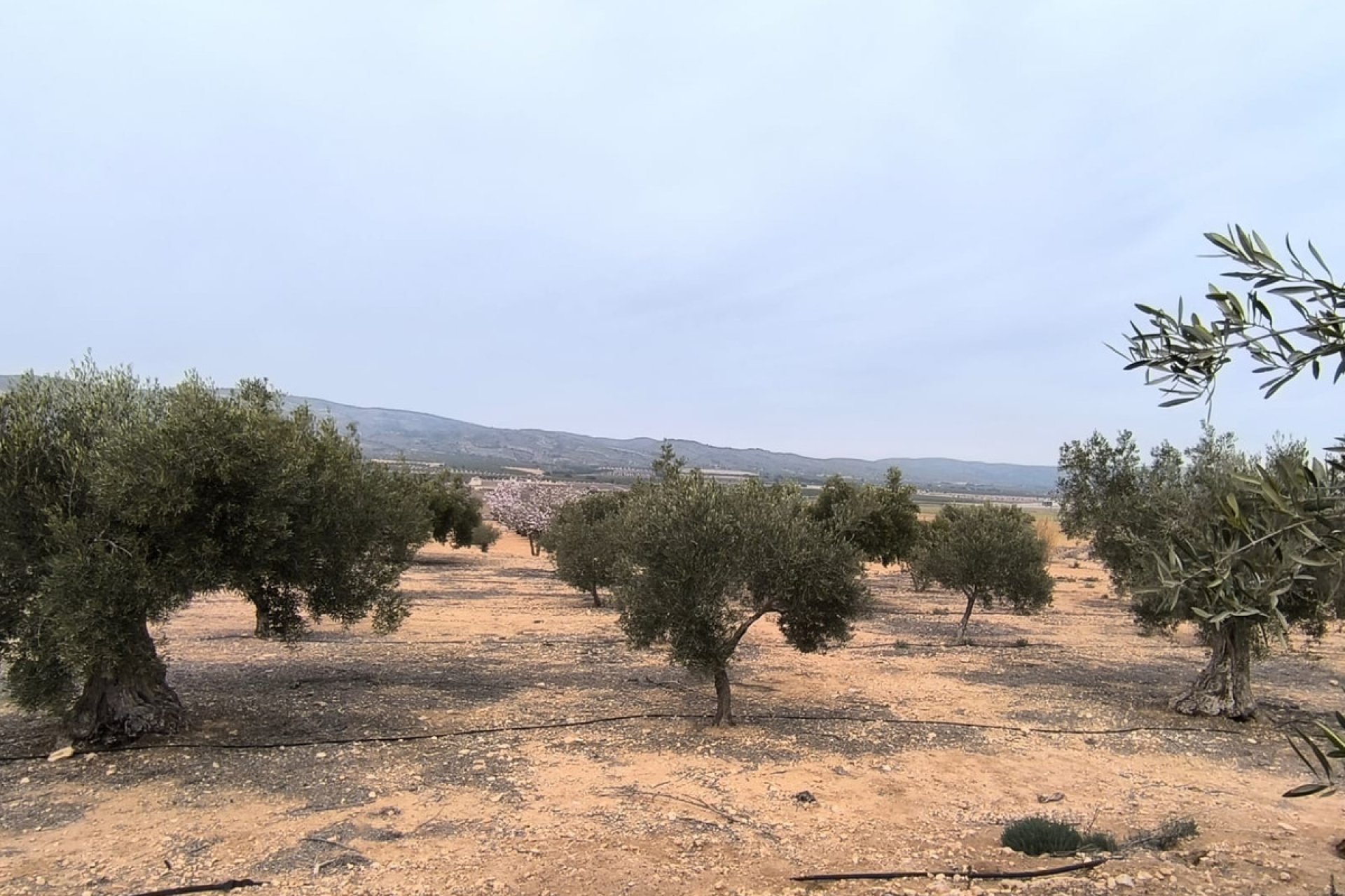 Resale - land -
Villena - Villena Centro