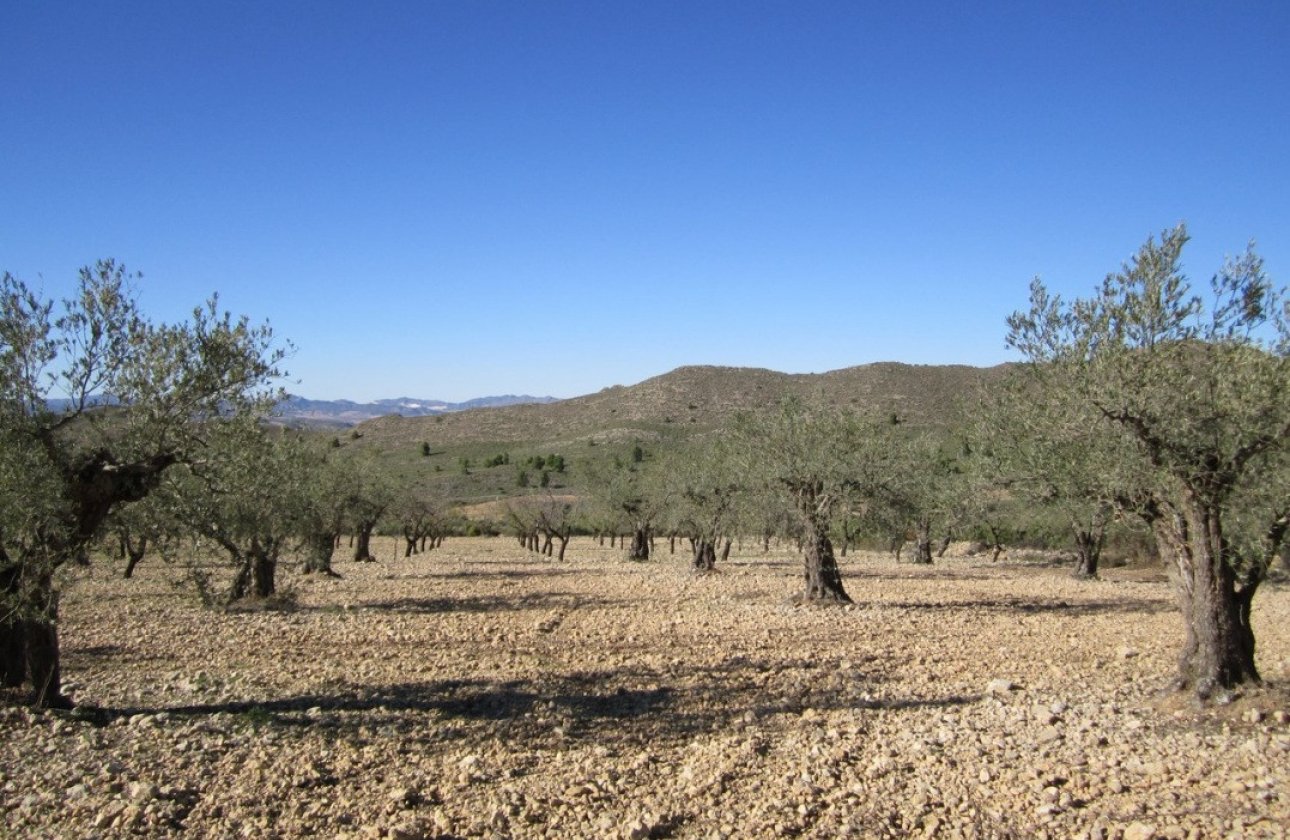 Resale - land -
Villena - Villena Centro