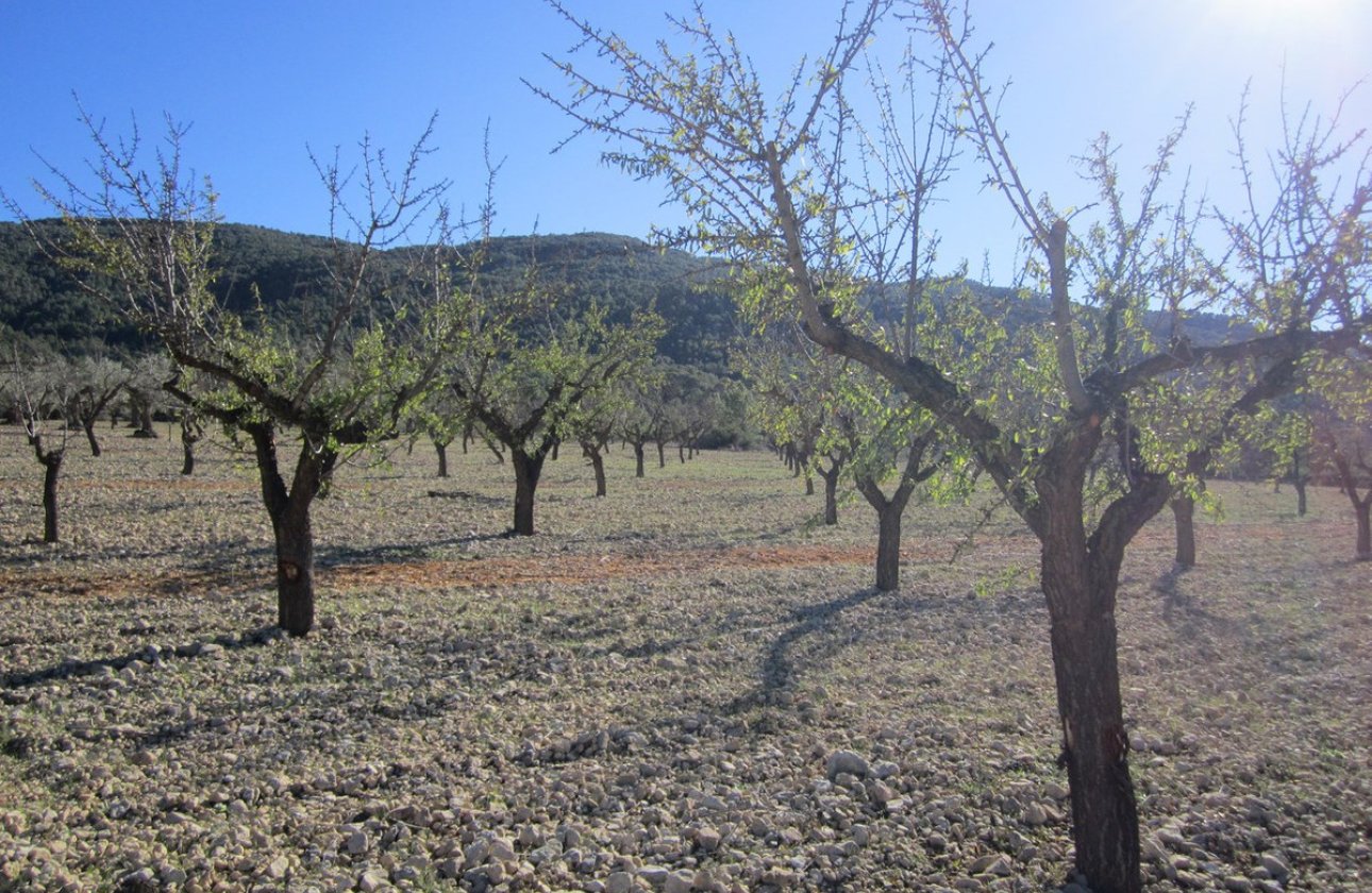 Resale - land -
Villena - Villena Centro