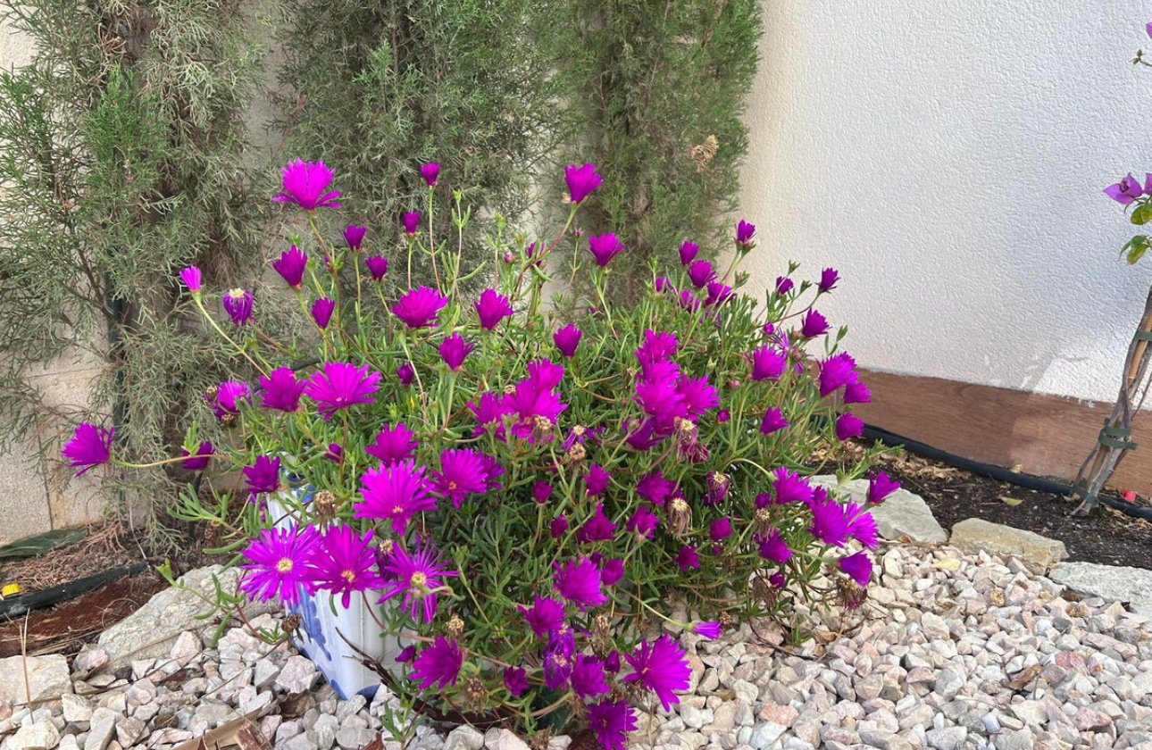 Resale - Villa -
Alicante - Alicante Centro